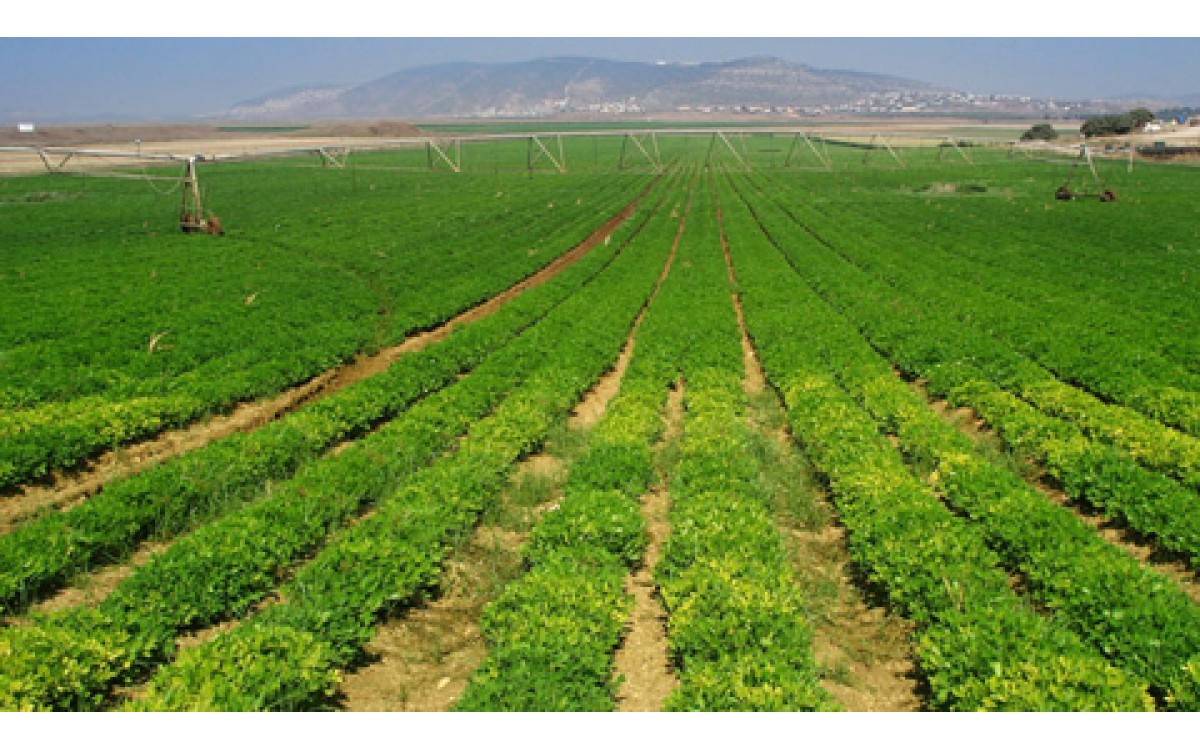 Làm nông nghiệp công nghệ cao kiểu israel, những điều tưởng chừng không thể