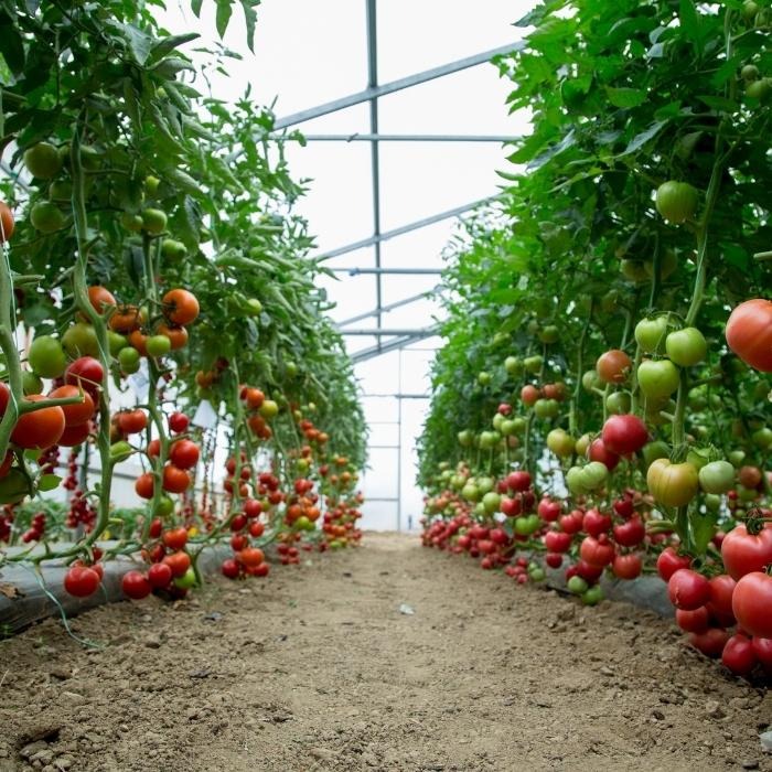Sử dụng màng GreenPro để trồng cà chua