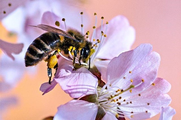 Sử dụng ong để thụ phấn trong nhà kính